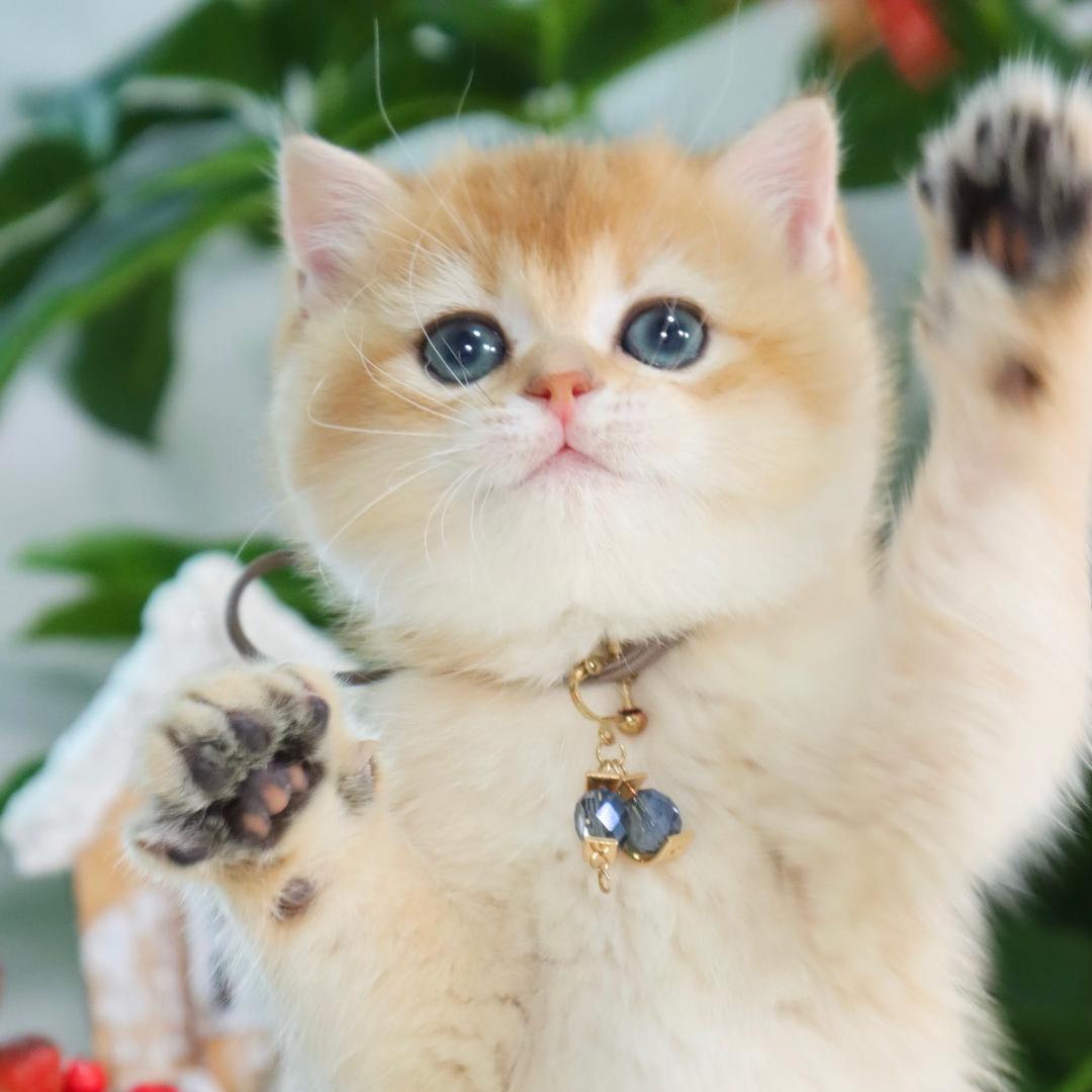 燕子猫