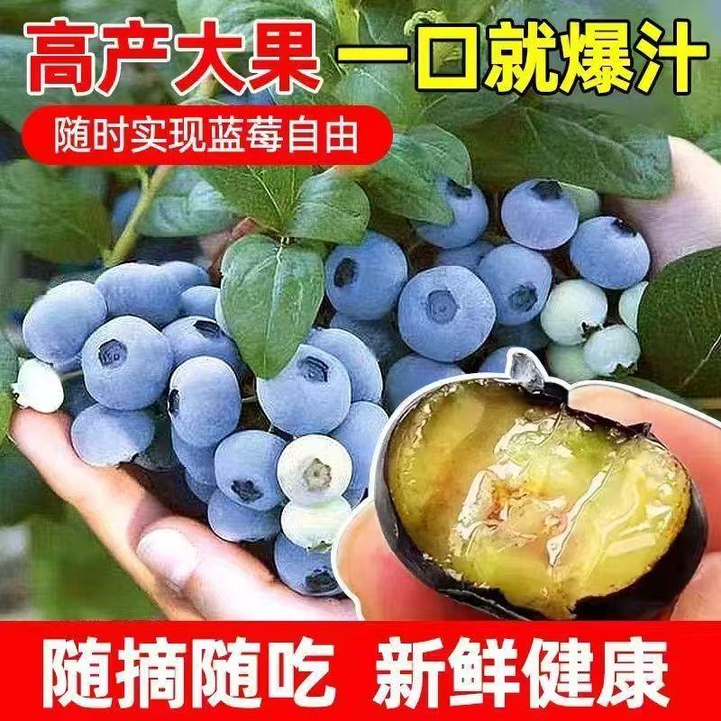 芸雅苗木园艺专营店