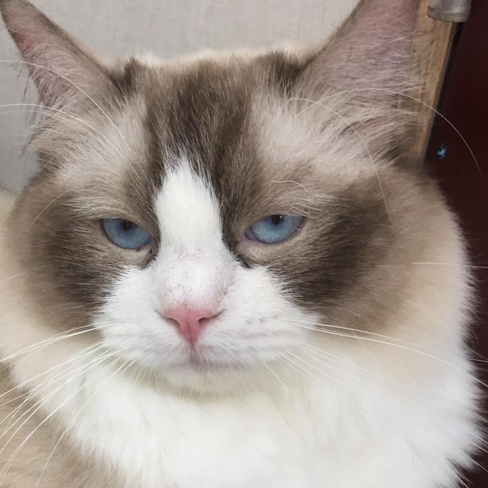 呼呼分享小猫咪