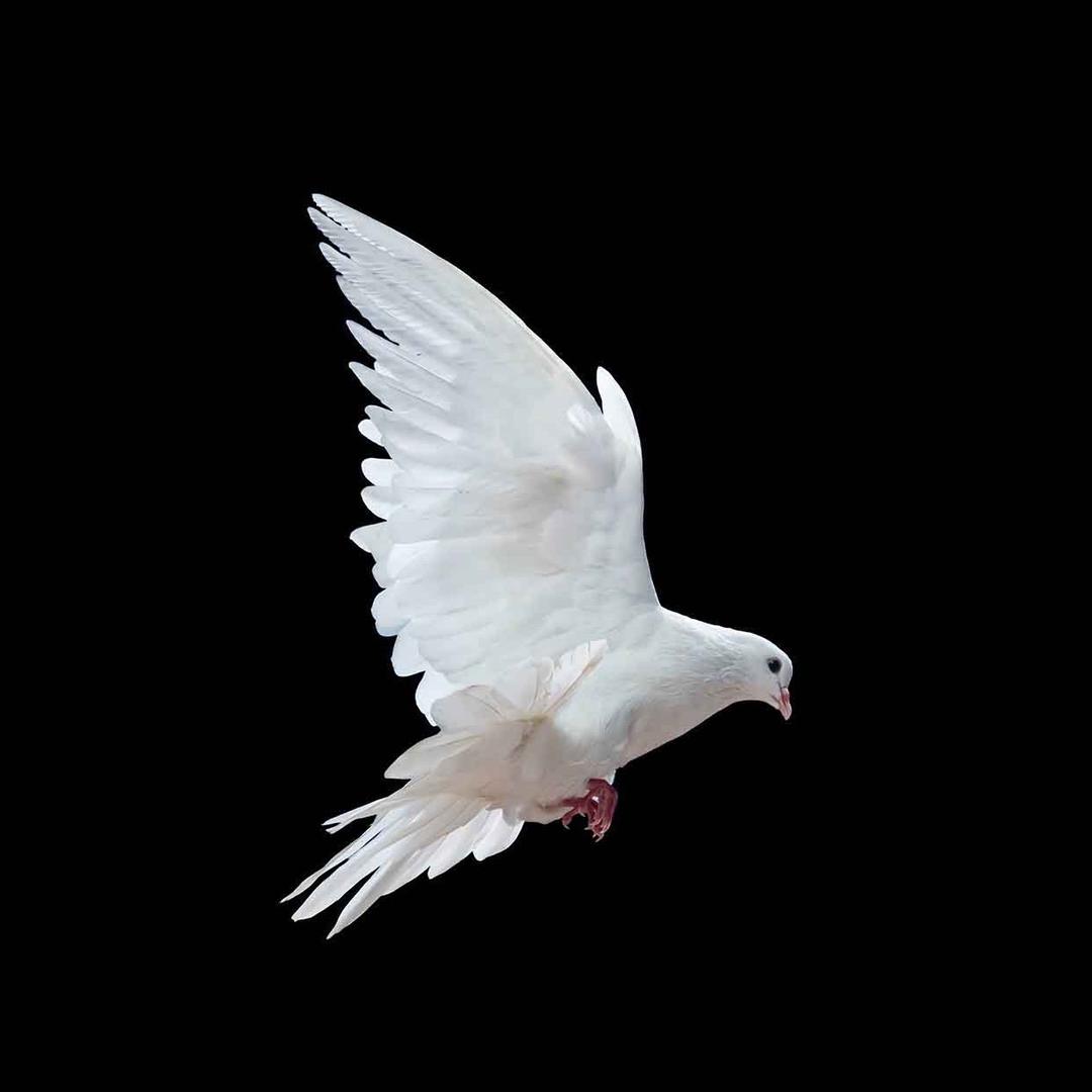 小鸽哥🐦