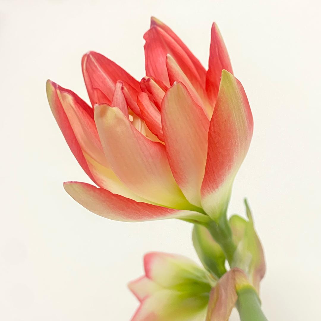 小叶子