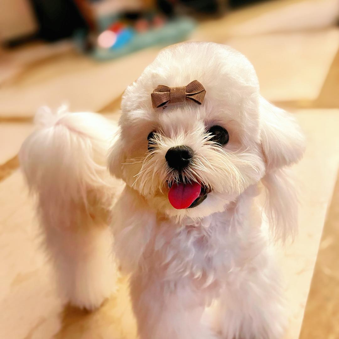 抓尼