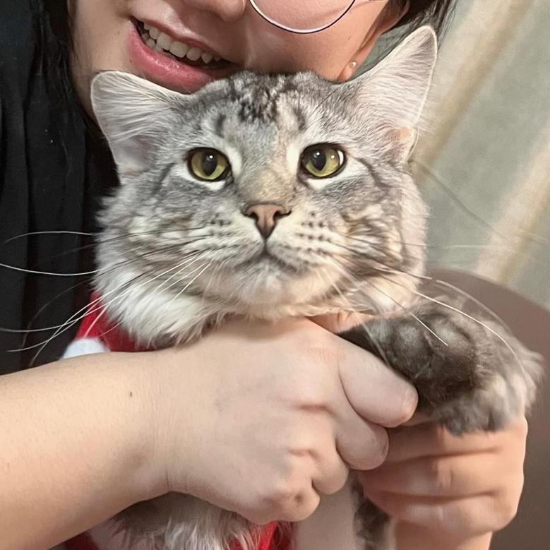 喵阿锤