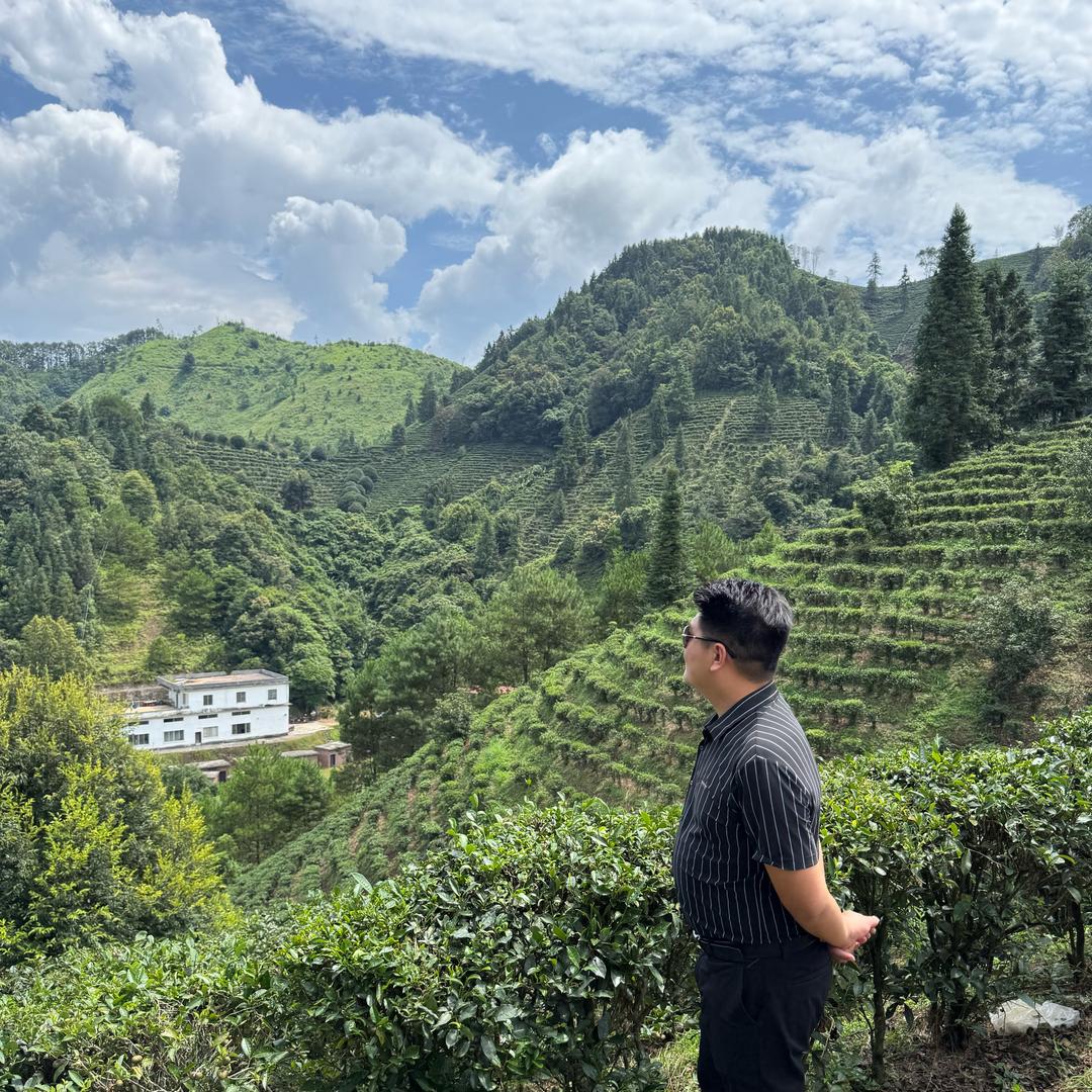苍梧长冲顶六堡茶甄选优品