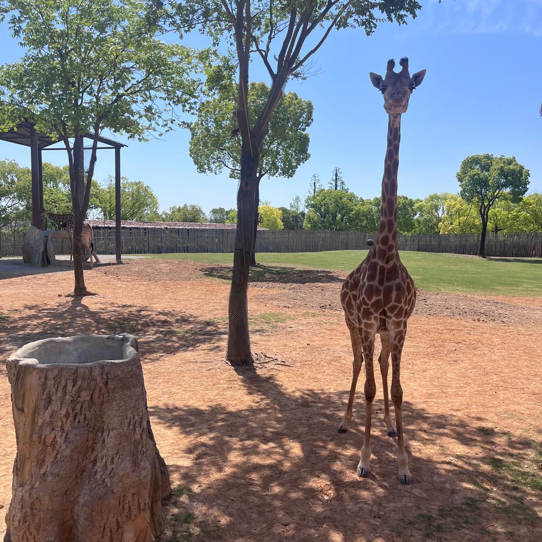 红鲤鱼与绿鲤鱼与驴