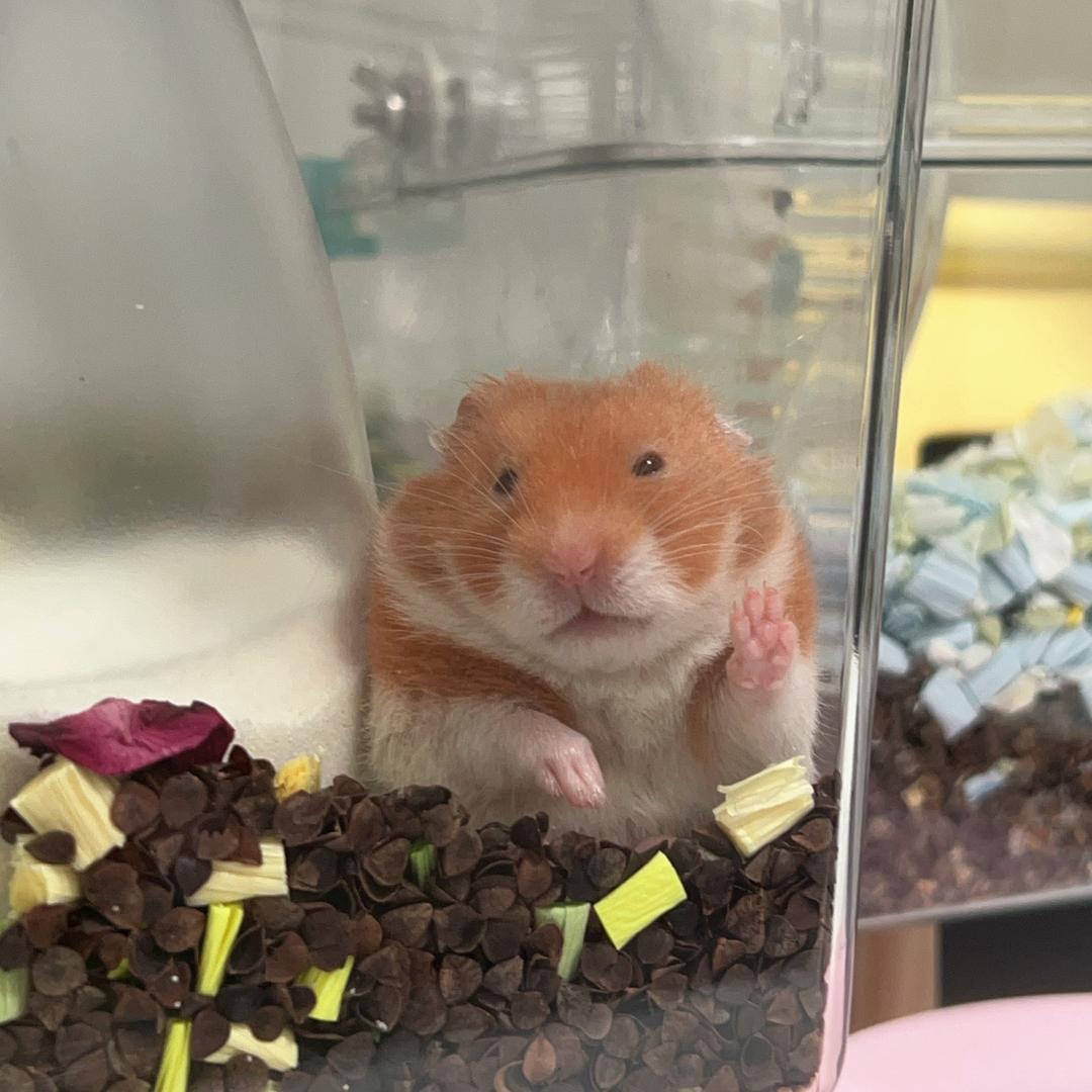 两只捣蛋鼠