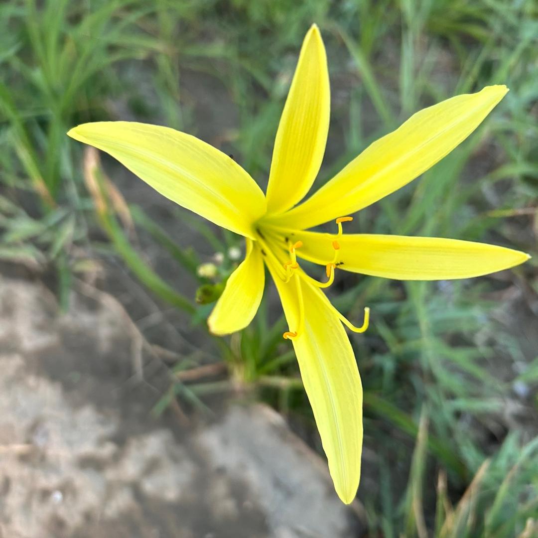 小麦