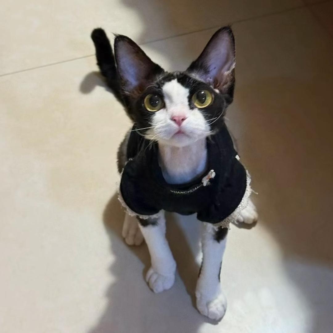 刺猬🦔，