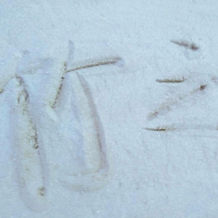 zzw