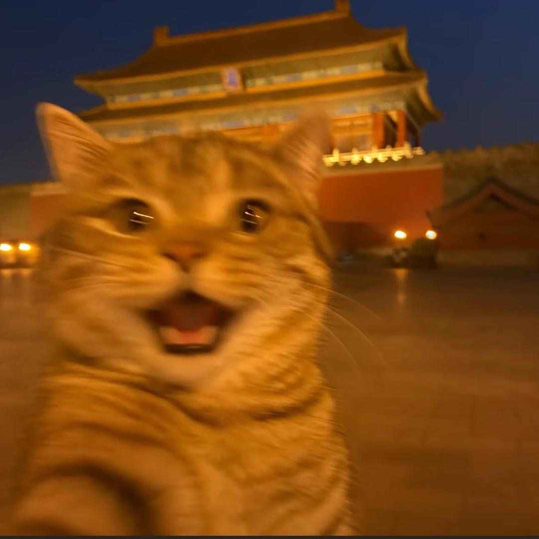 刺猬