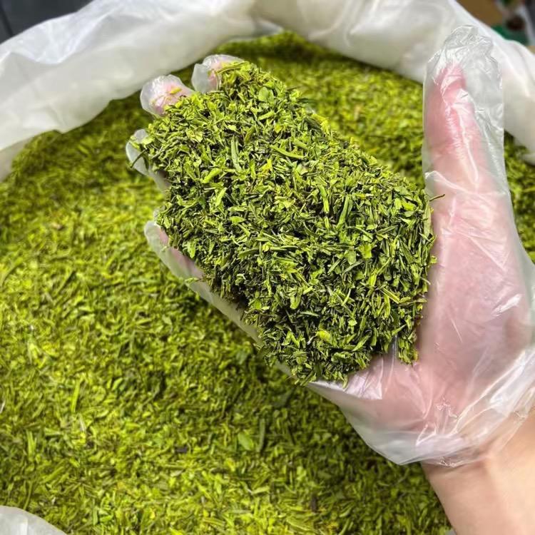 松阳茶农叶青青