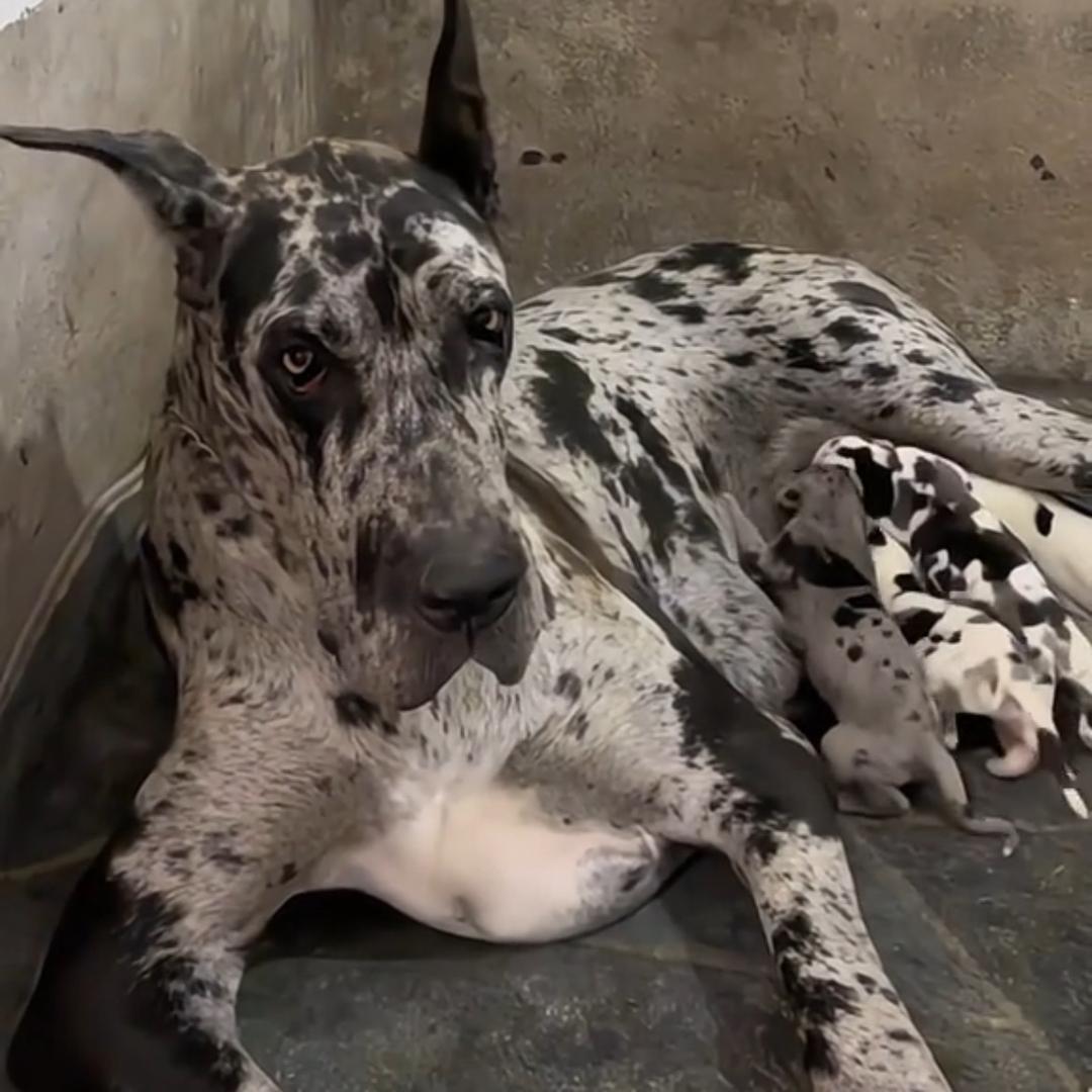 忠诚的大丹犬