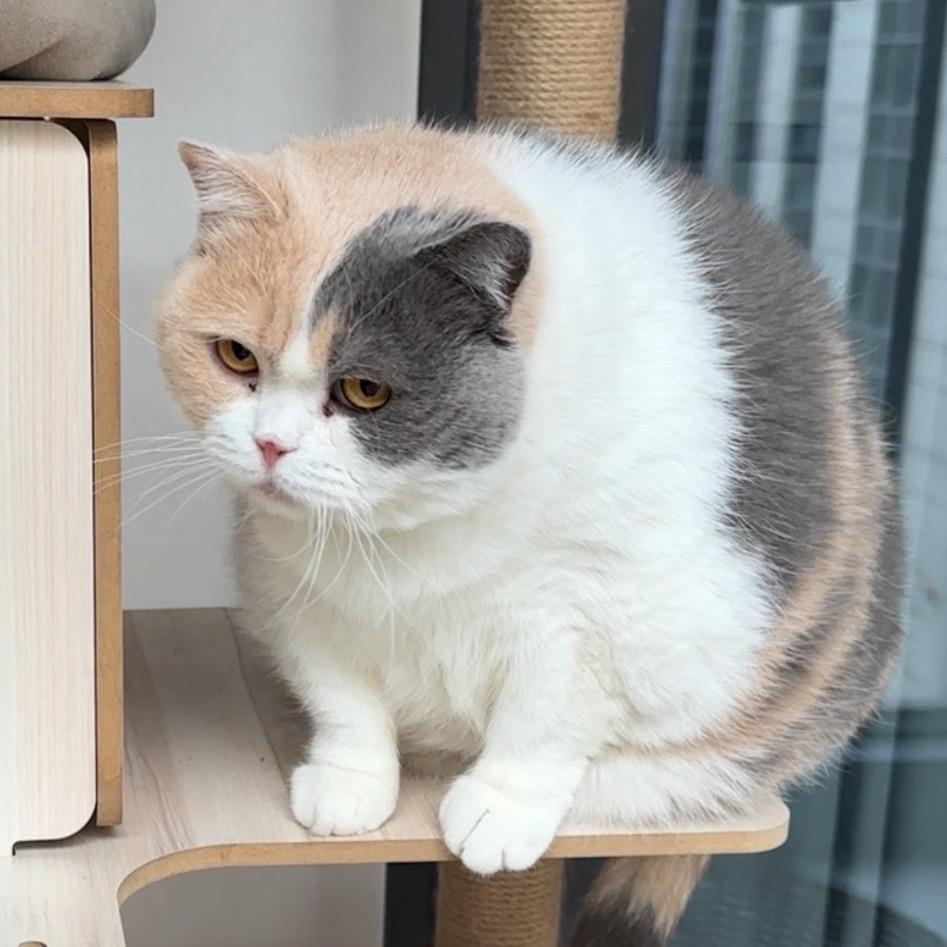 酱紫的猫咪