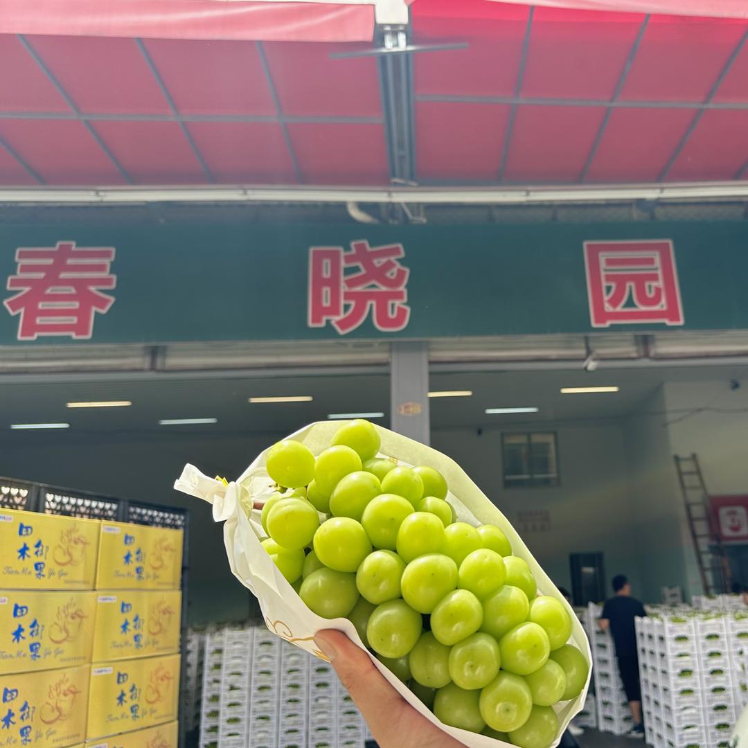 春晓园（阳光玫瑰）-小王