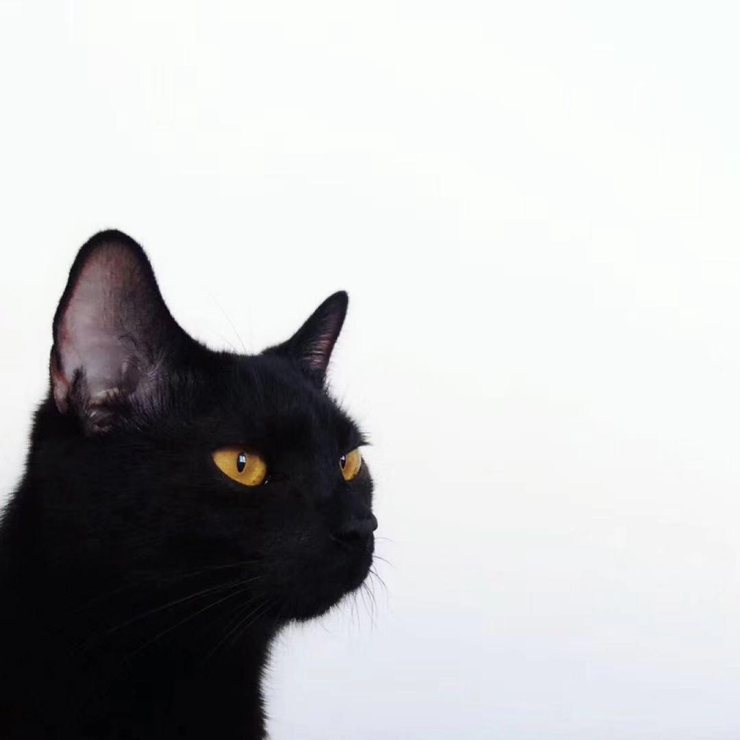 黑猫有白毛