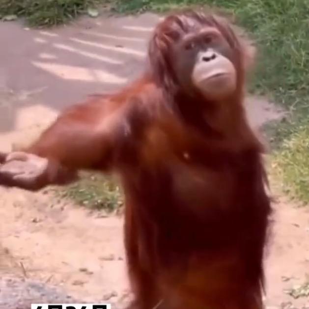 这个东西