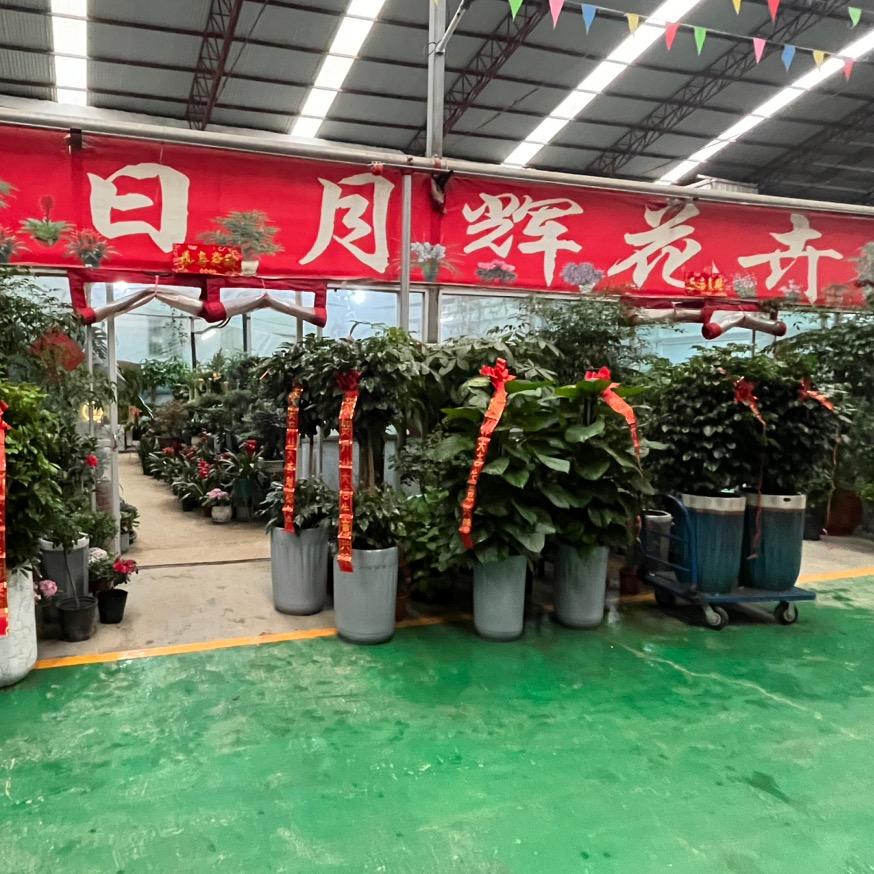 驻马店市开发区日月辉花卉店