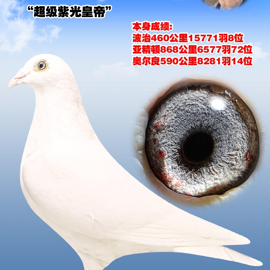 鹏翔赛鸽