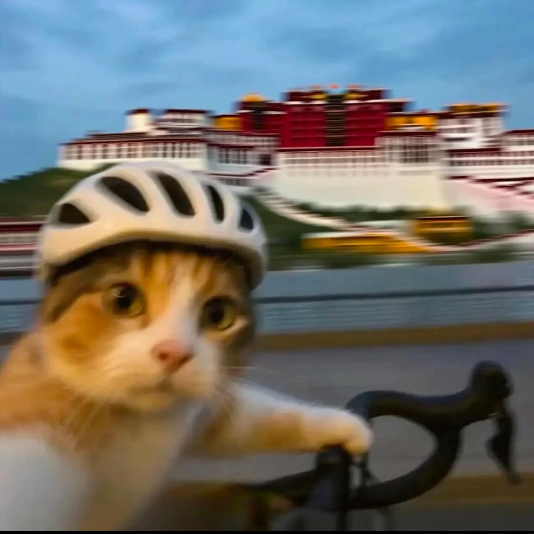 大鱼在路上