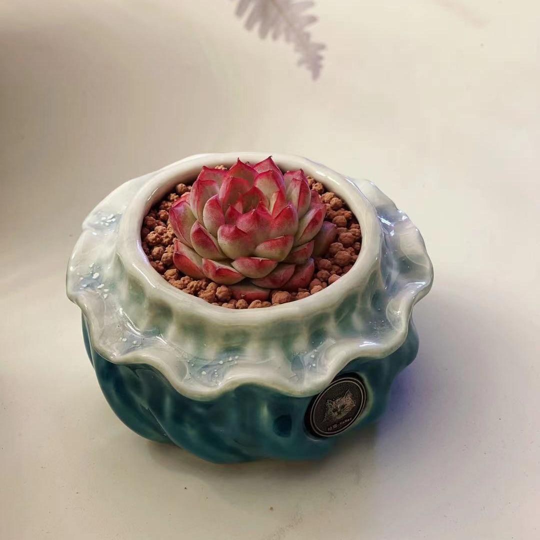 哈猫精品多肉花盆铺（每晚8点半直播）