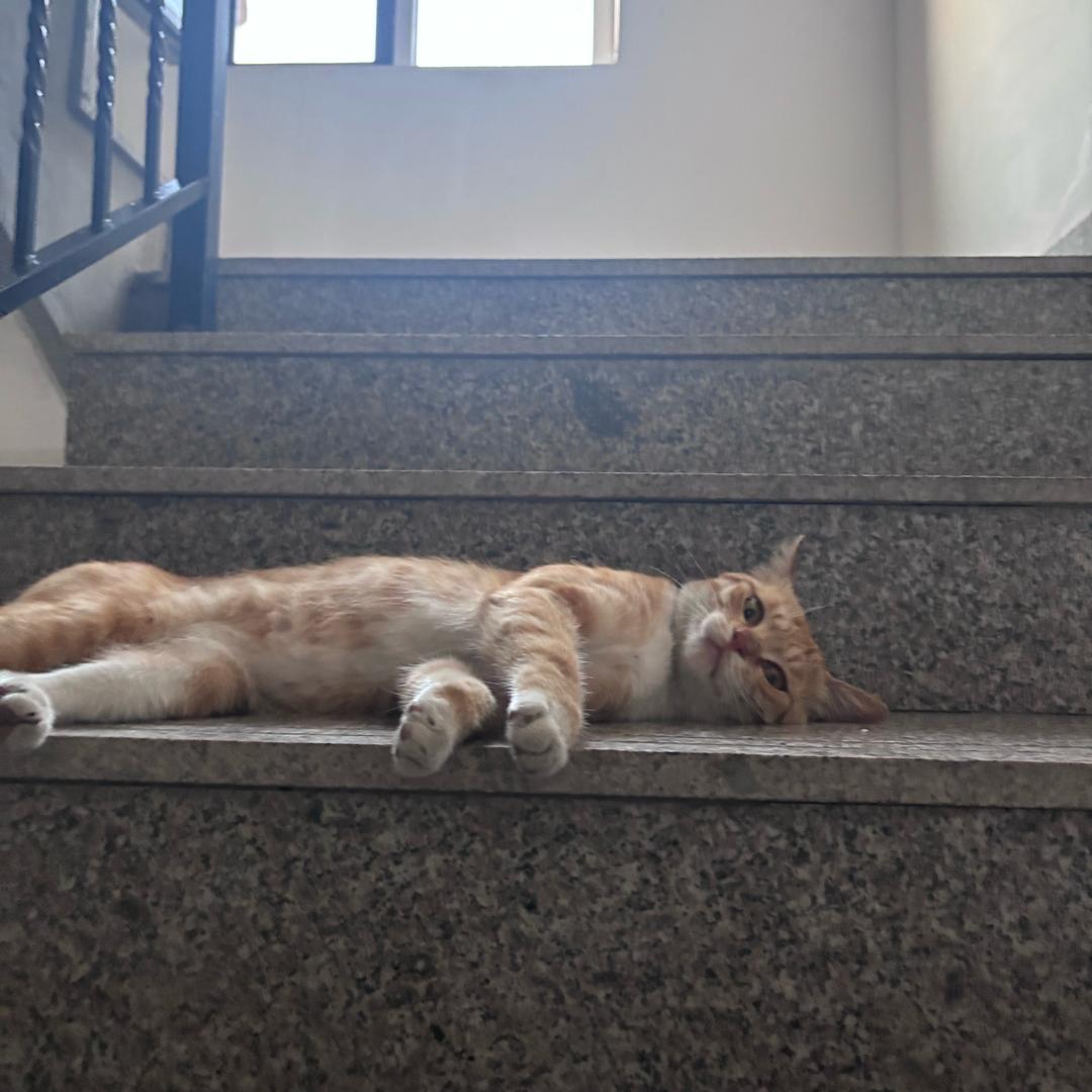 流浪猫小黄日记(家里已经有17只猫咪版)