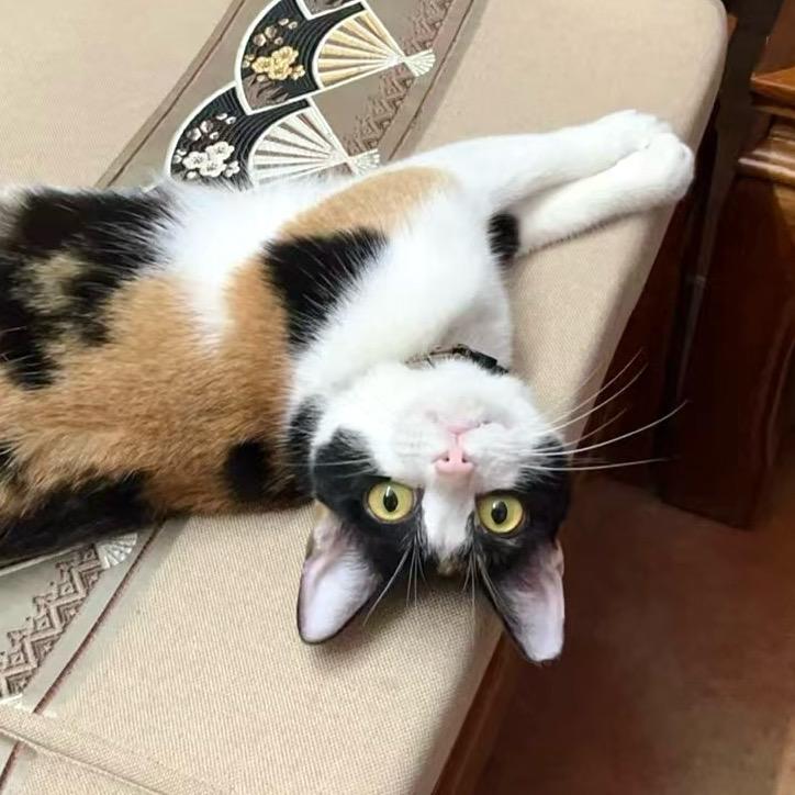 花花是花猪咪的花(🔝🎁