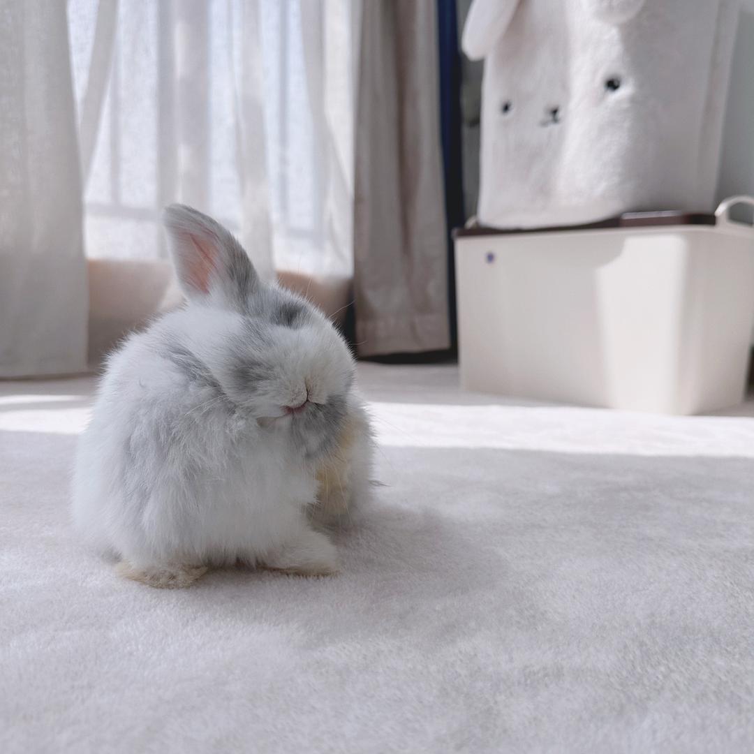 我爱兔兔