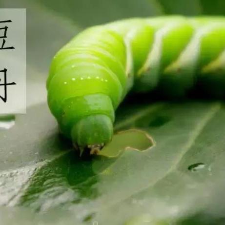 张二豆丹水果批发