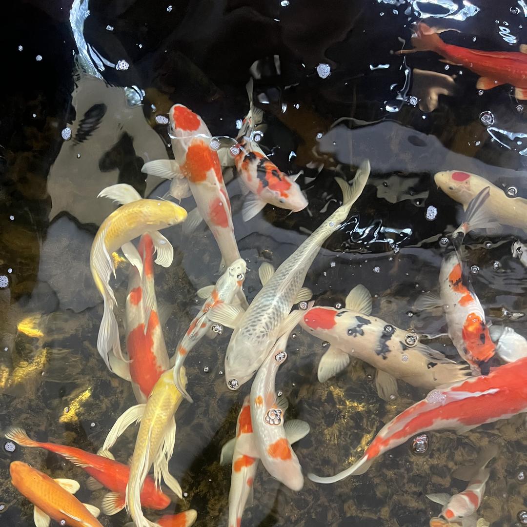 兰子百货优选