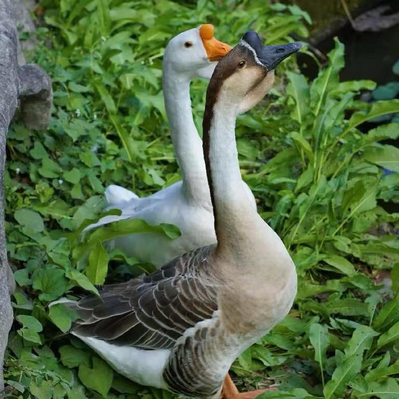 丽姐鹅场