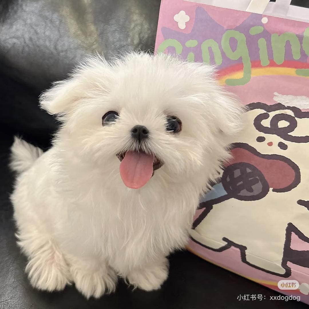 巴伊犬舍线条小狗