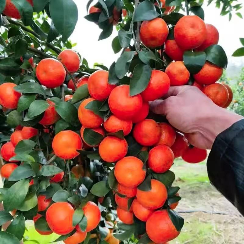 张玲花卉种植严选店