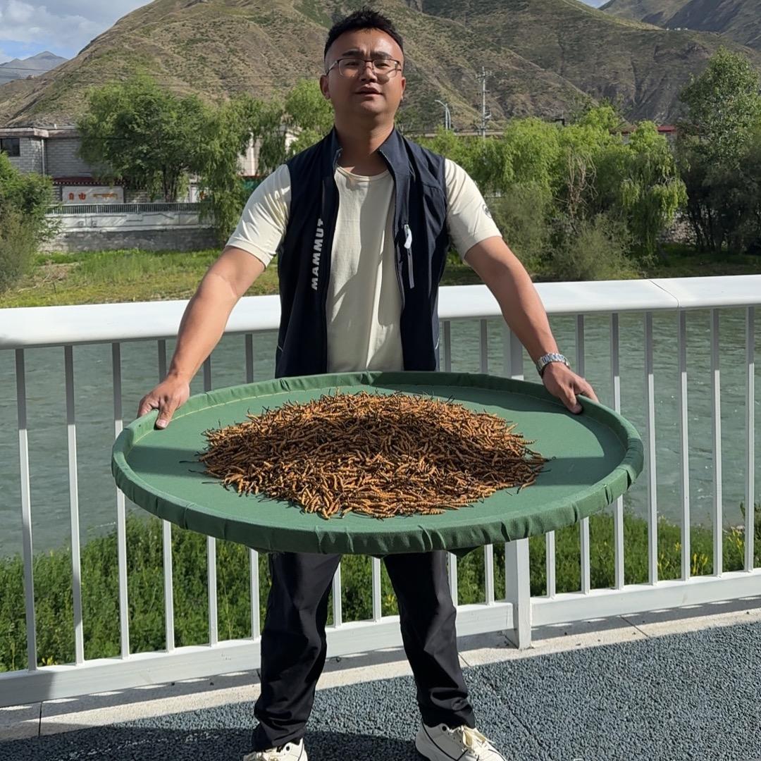 西藏【虫草源】滋补品