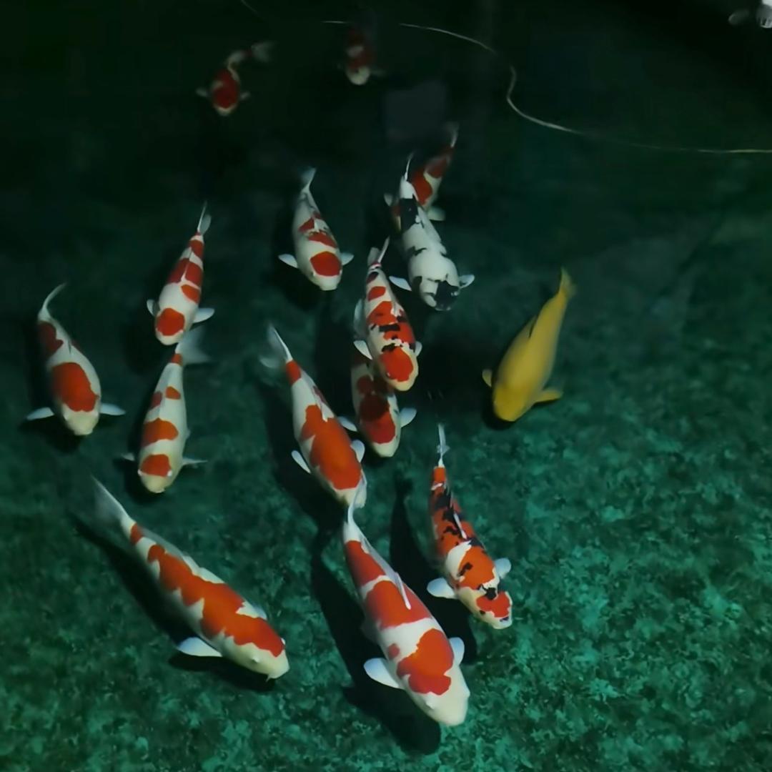 鱼先森（锦鲤）