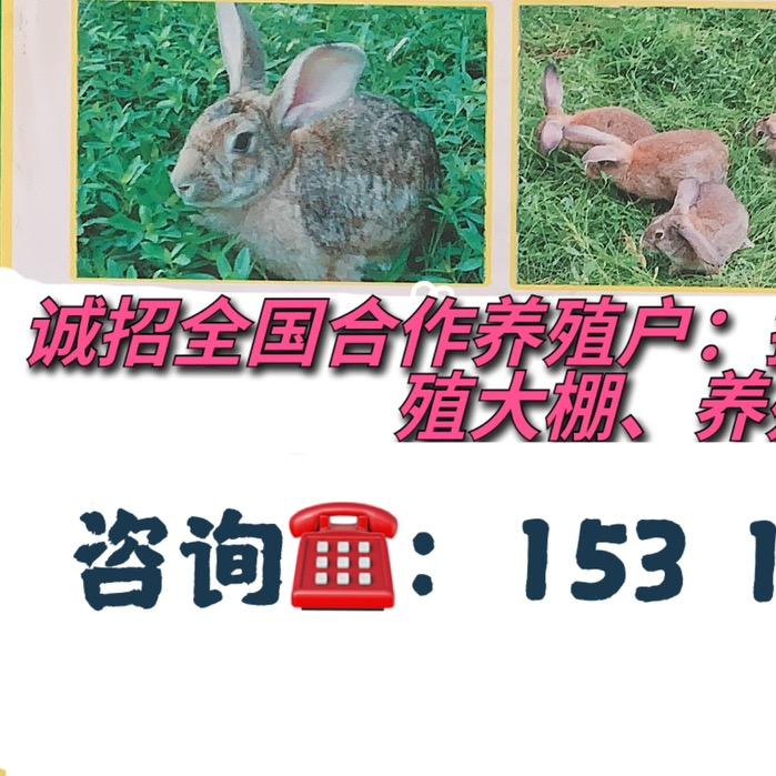 养兔姐姐吖