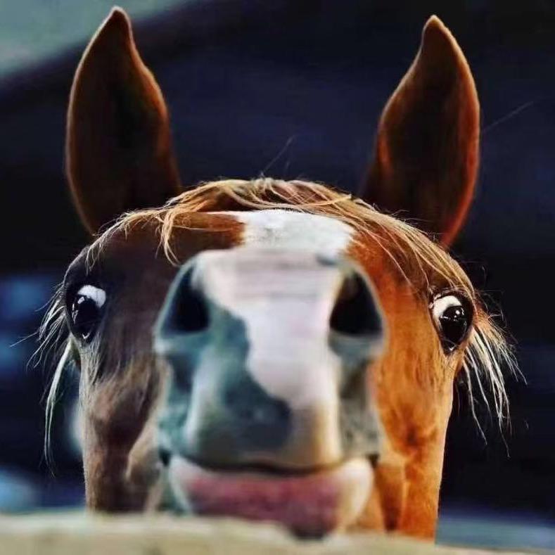爱马人🐎