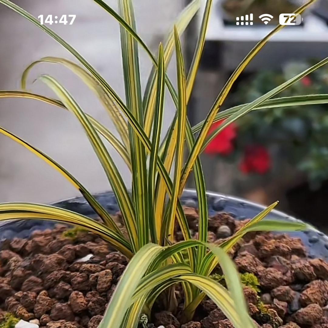 小鲁兰花卉种植