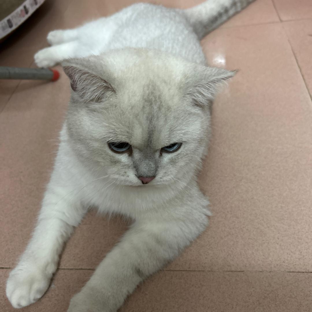 喵