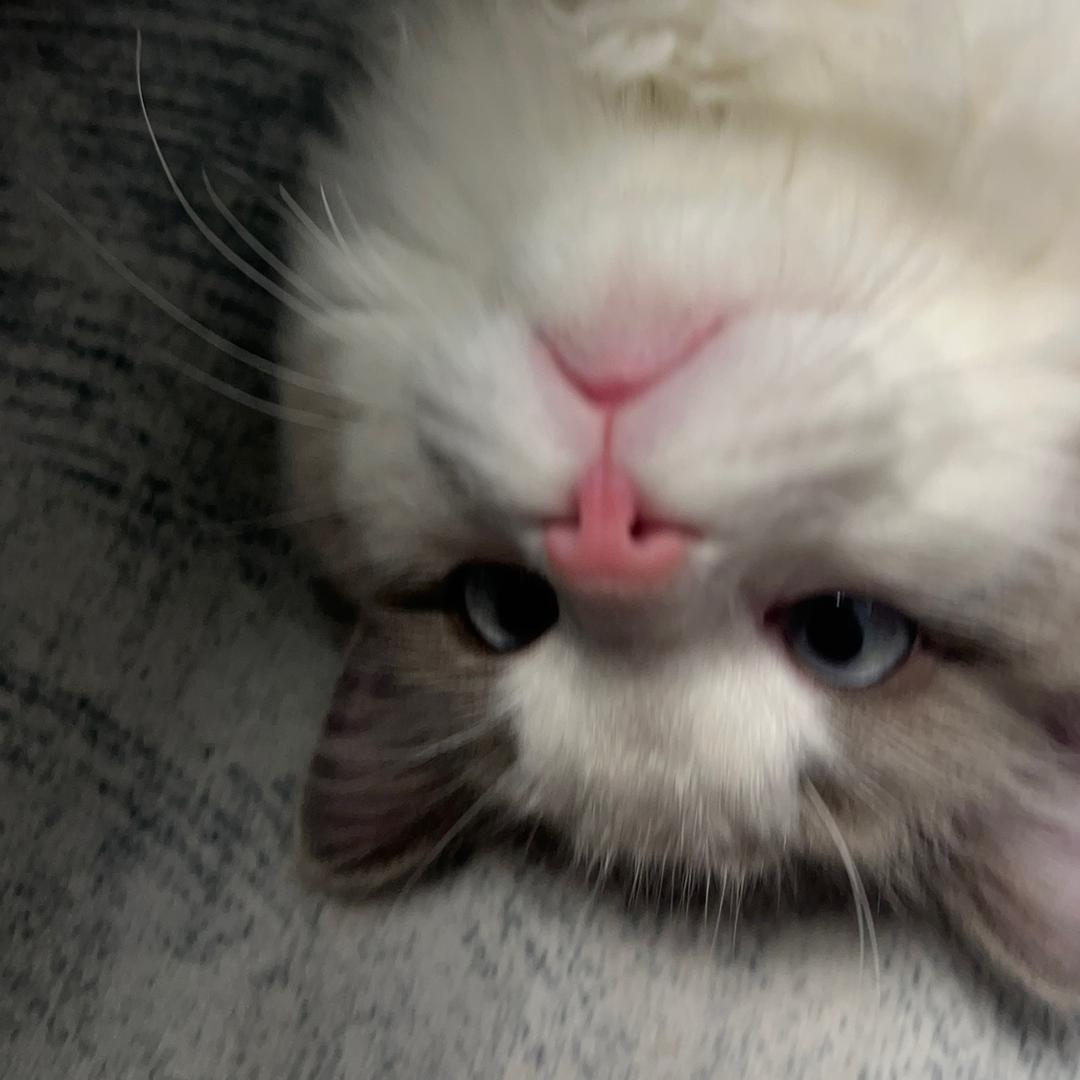 小鱼仔吖