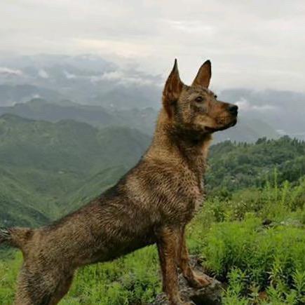 阿强养狗