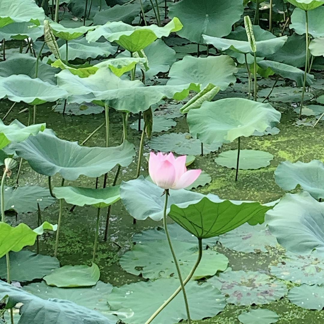 小白兔