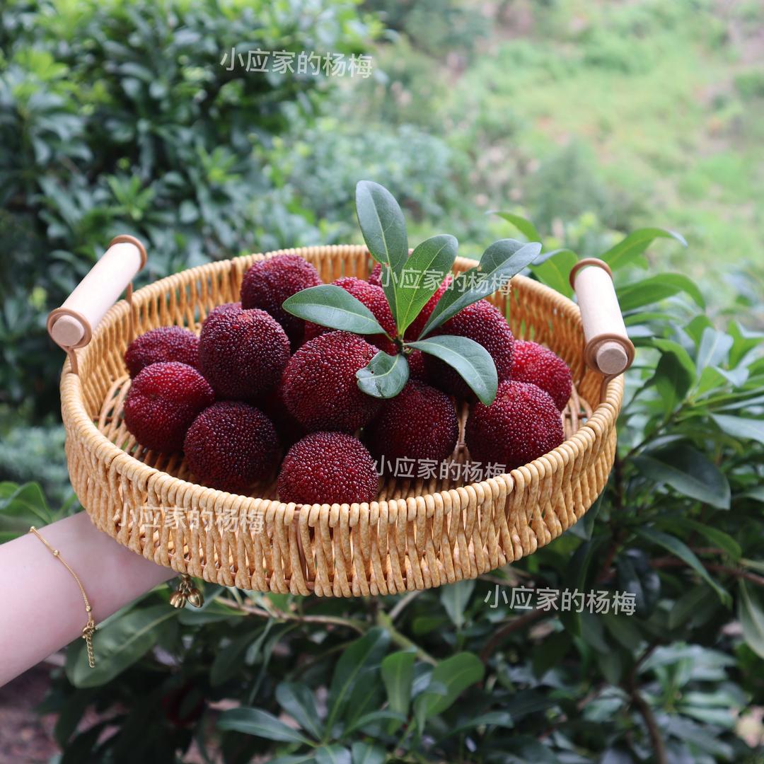 小应家的仙居杨梅