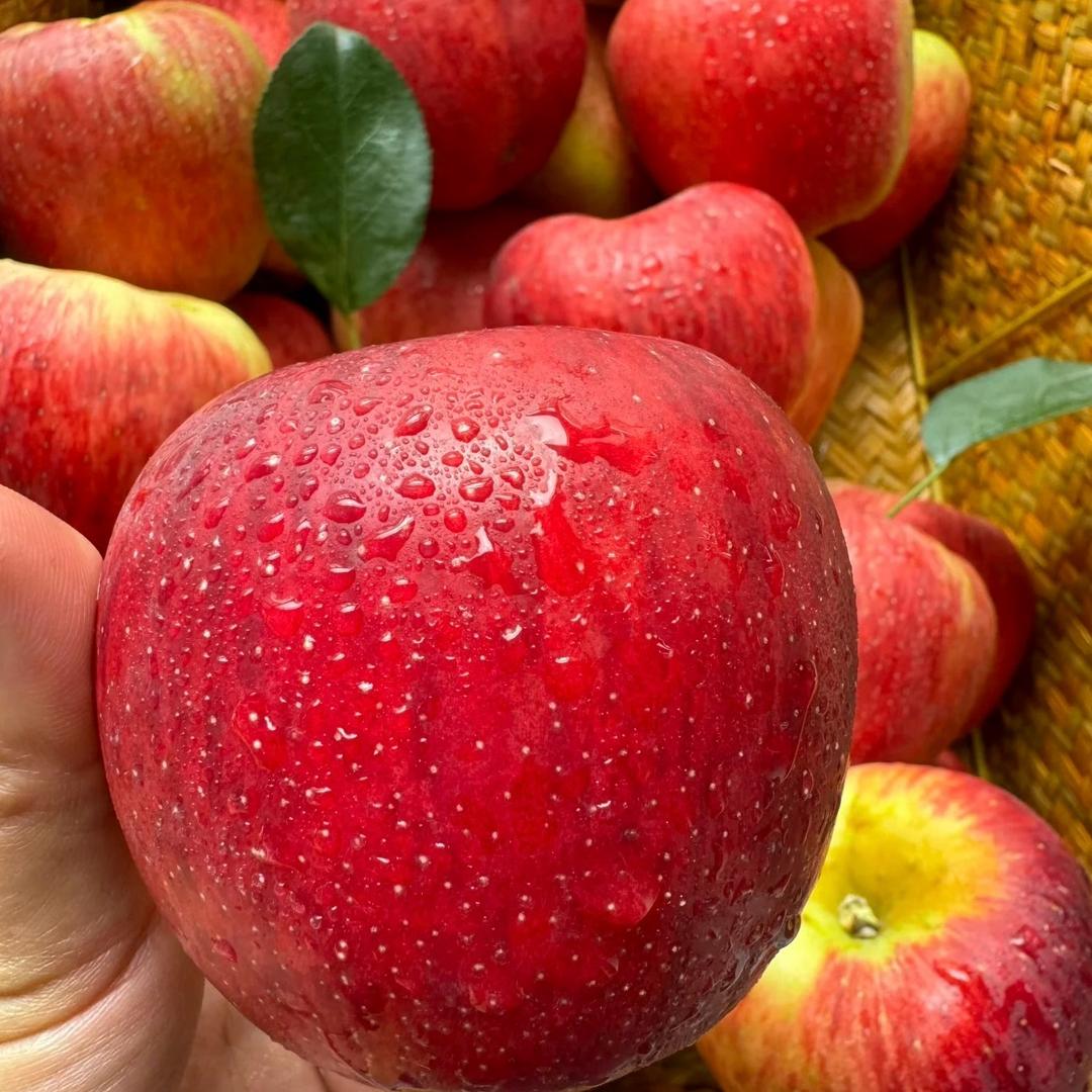 王掌柜-昭通苹果