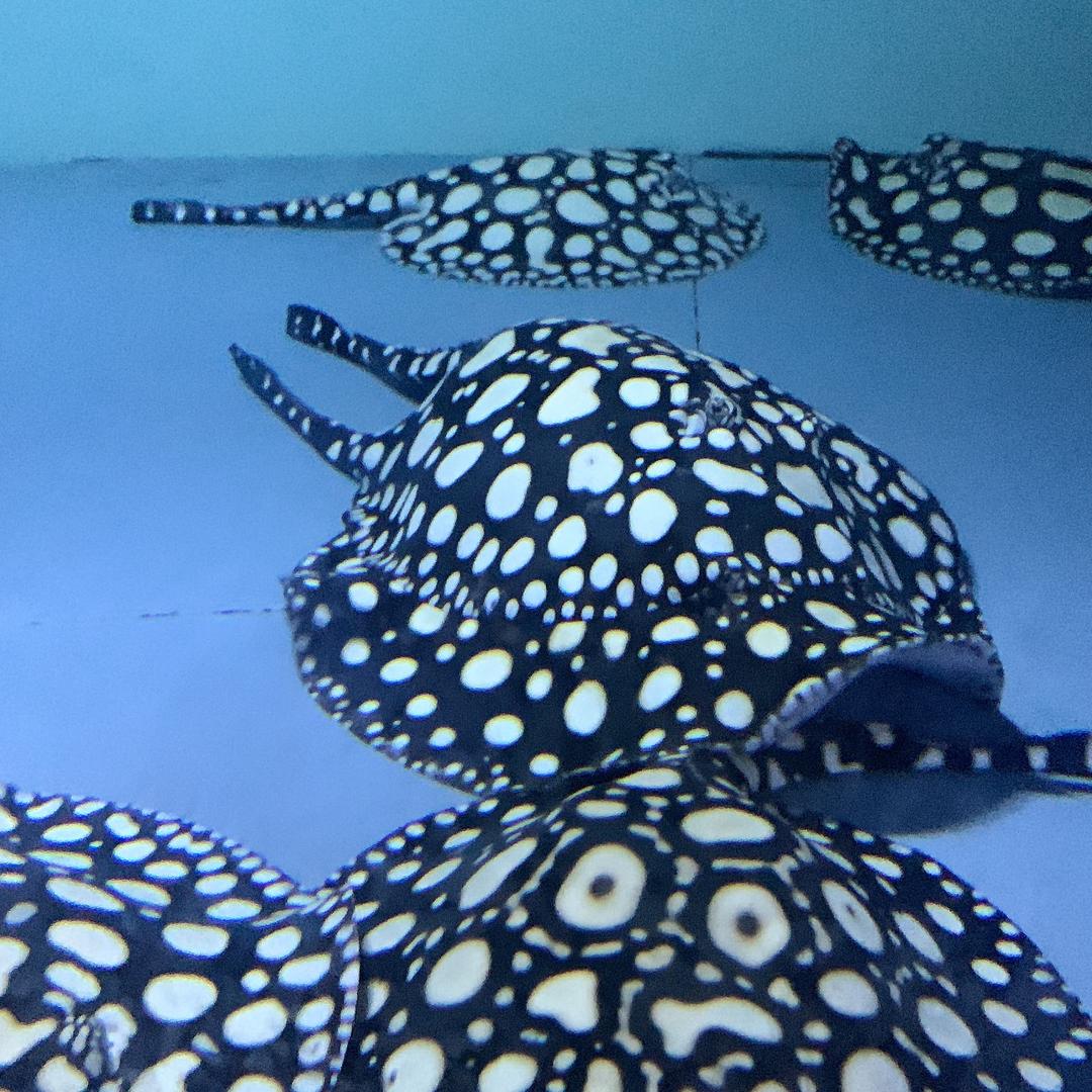 我也不懂养魟鱼