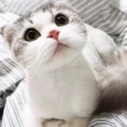 喝🉑️乐的猫