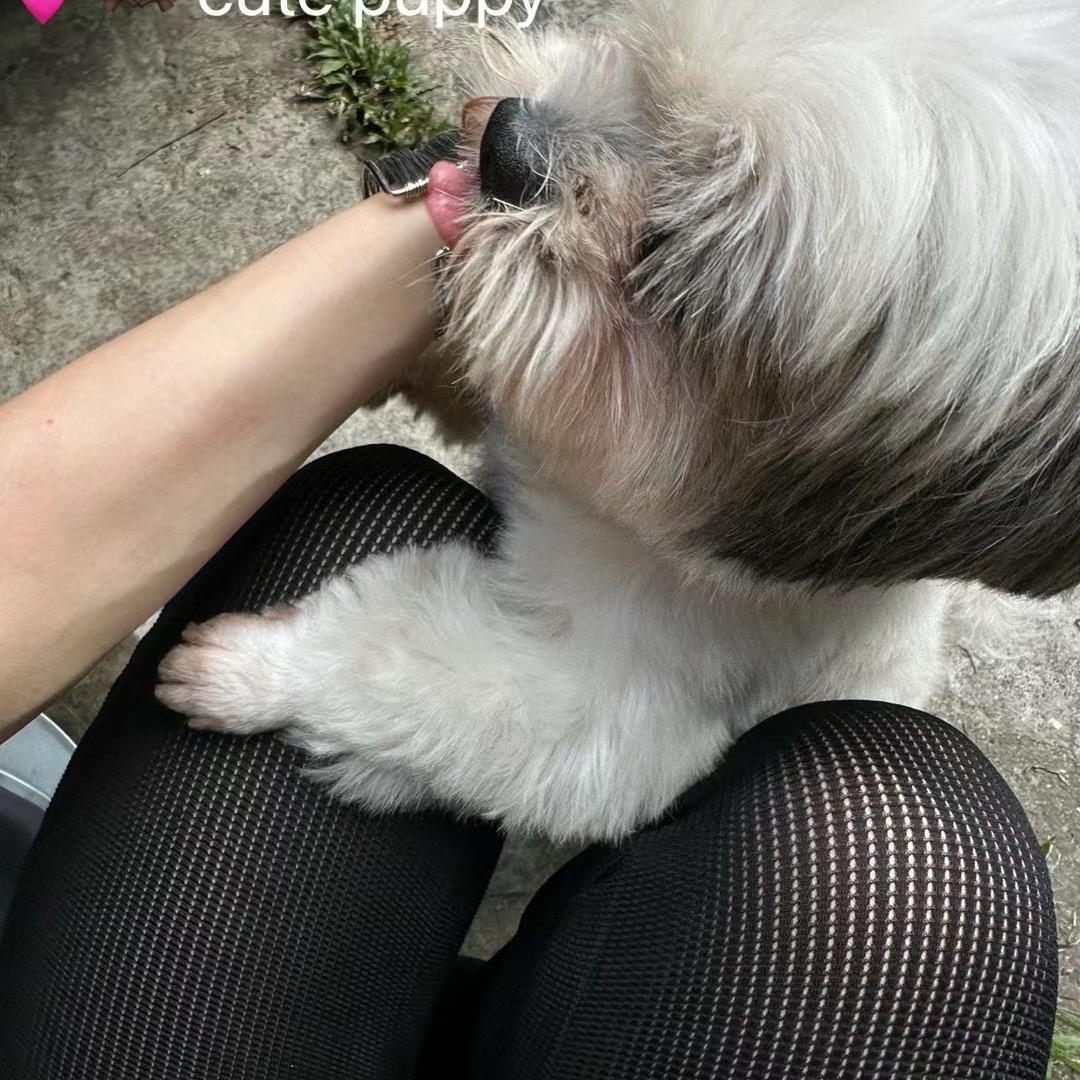 小猪佩奇