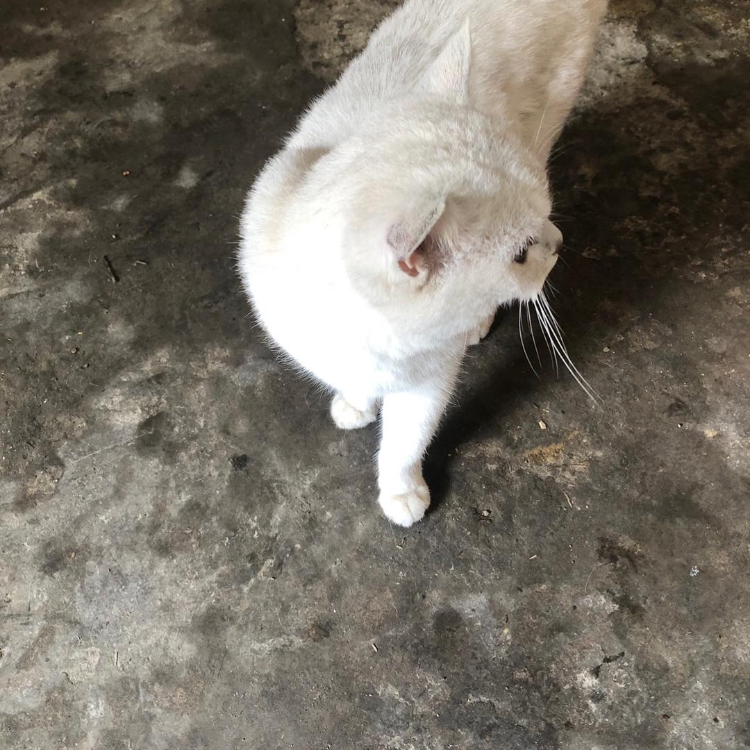 元元