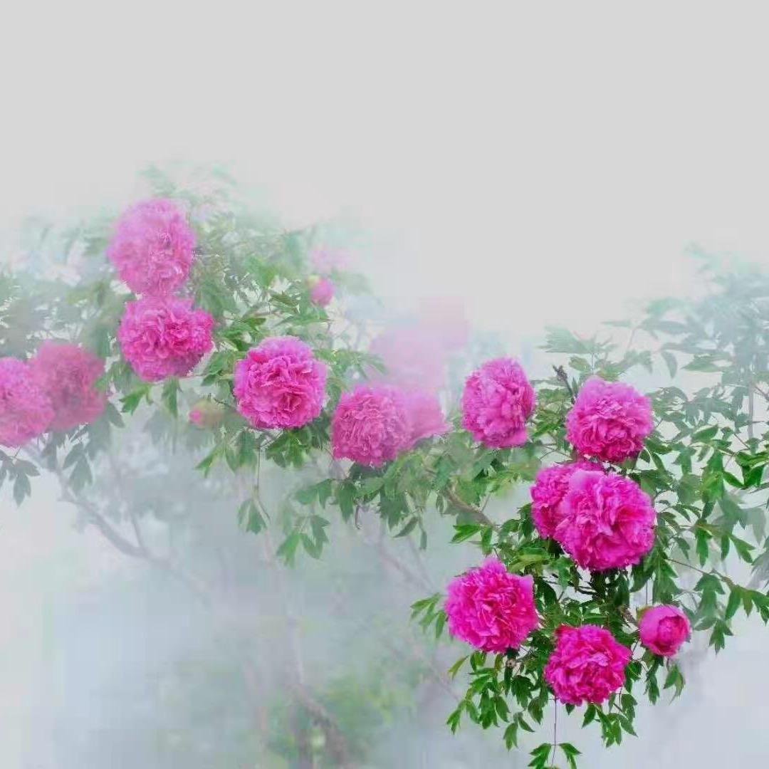原生紫斑牡丹