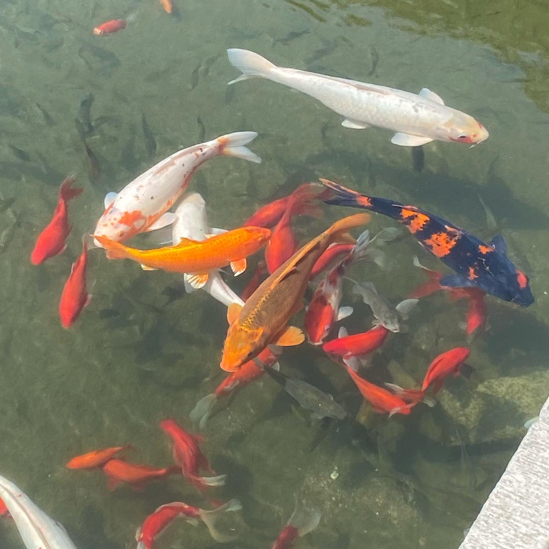 结缘有缘人