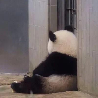 炽芝